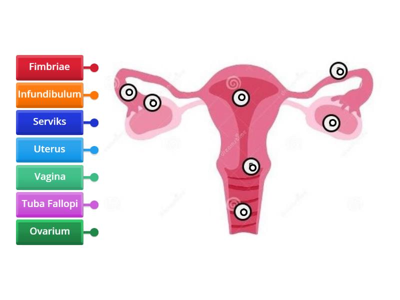 Organ Reproduksi Perempuan Labelled Diagram