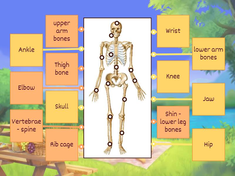 Skeleton Labelled Diagram