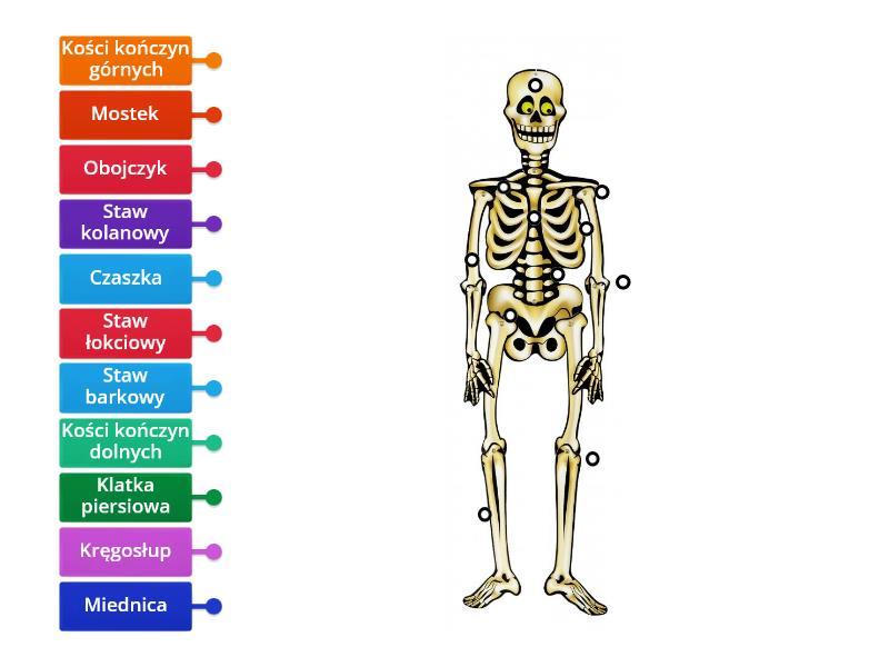 Szkielet Labelled Diagram