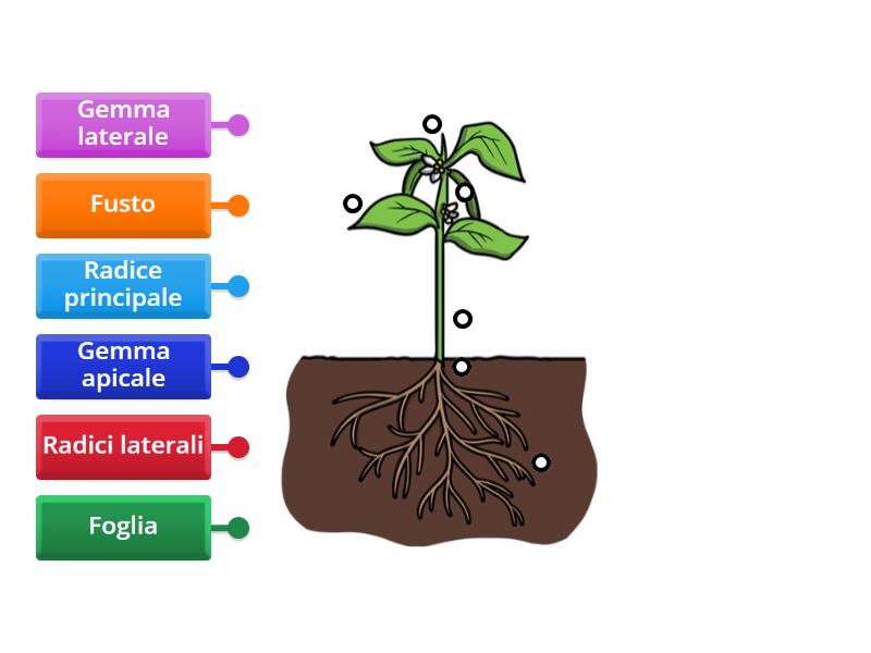 Le Parti Della Pianta Labelled Diagram