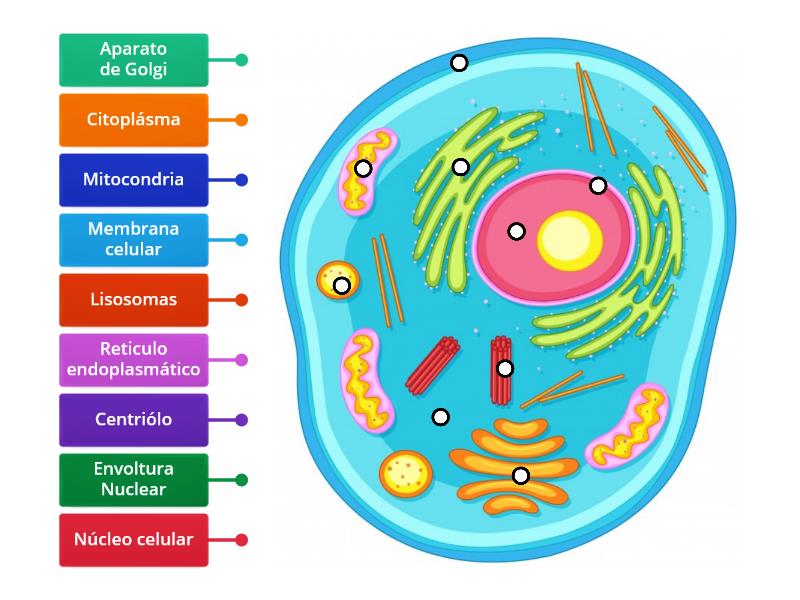 Estructura Y Organelas Celulares Labelled Diagram