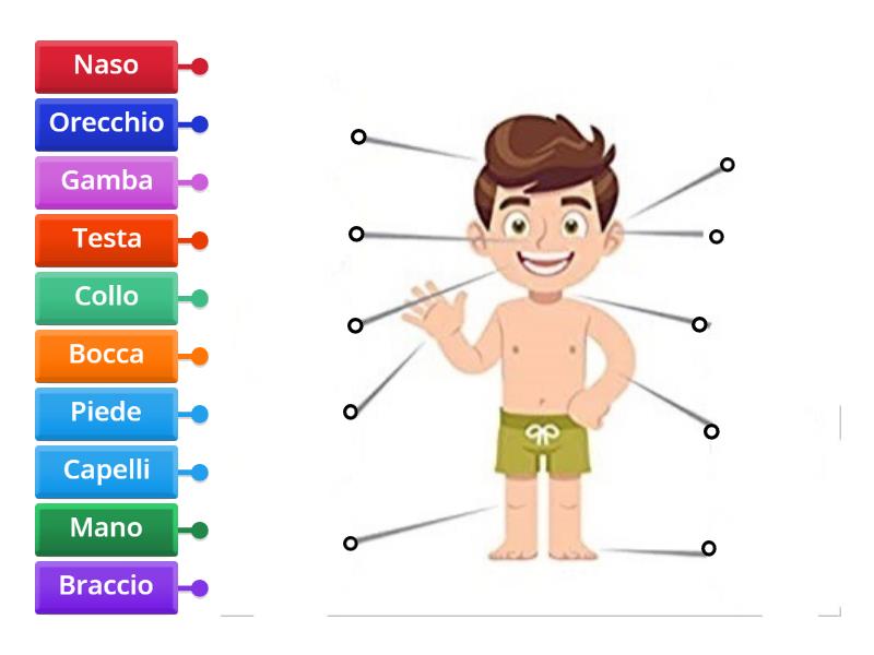 Le Parti Del Corpo Umano Labelled Diagram