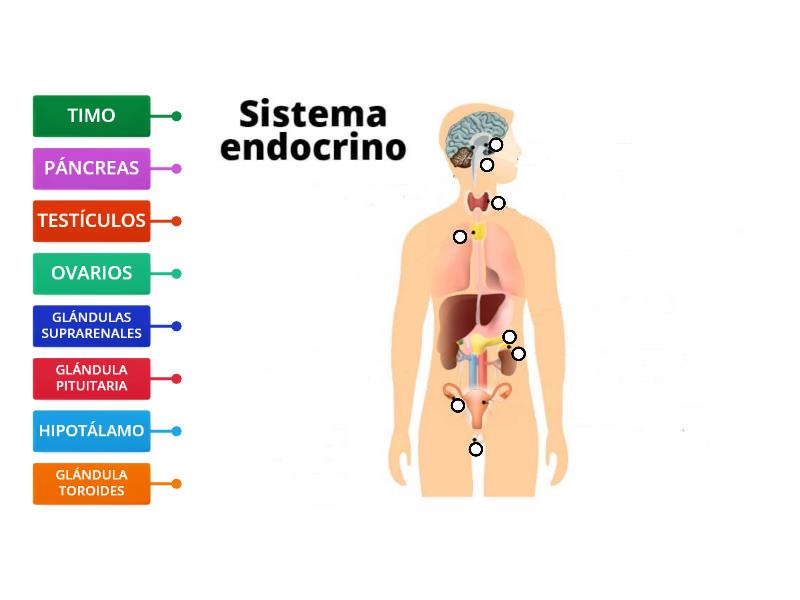 ESTRUCTURA DEL SISTEMA ENDOCRINO Etiketli Diyagram