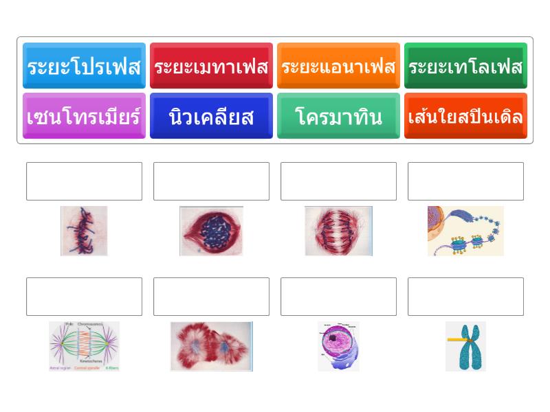 Mitosis Matching Match Up