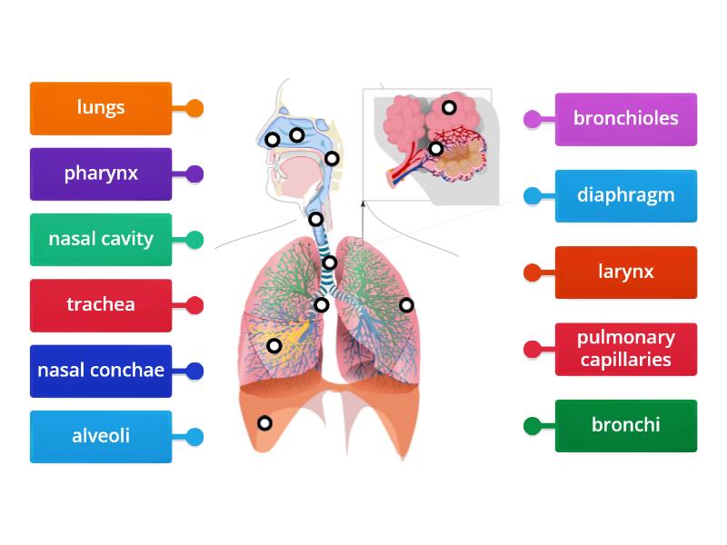 Organs Of The Respiratory System Labelled Diagram