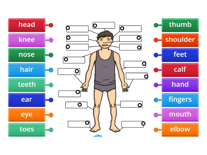 Body Parts Labelled Diagram