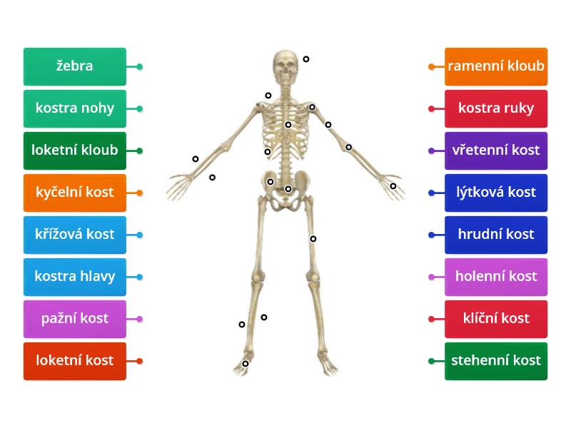 Kostra člověka Označený diagram