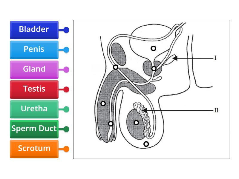 Male Reproductive System Labelled Diagram