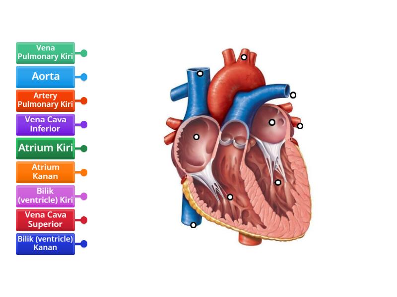 BAGIAN JANTUNG DAN FUNGSINYA Labelled Diagram