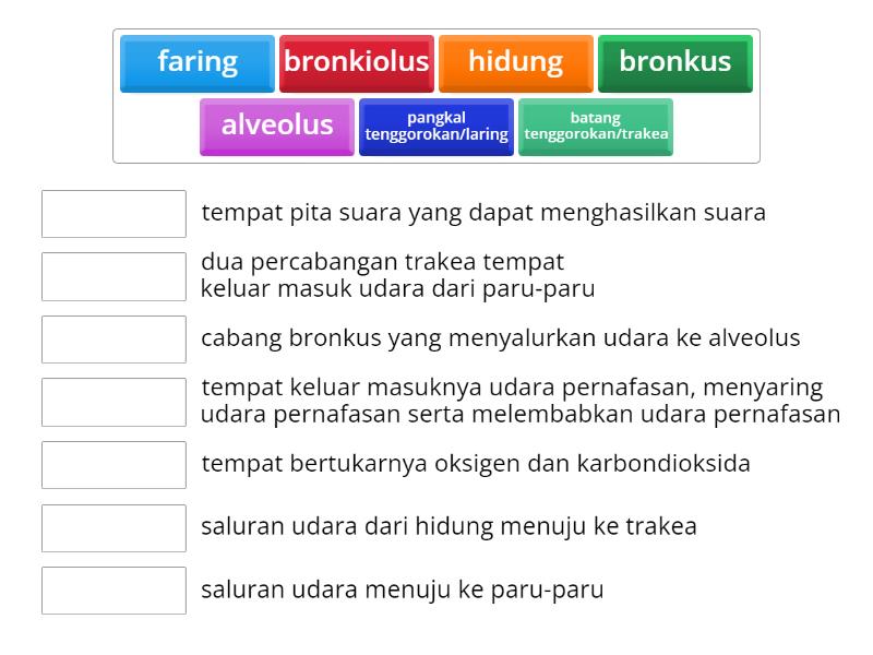 Organ Pernafasan Dan Fungsinya Match Up