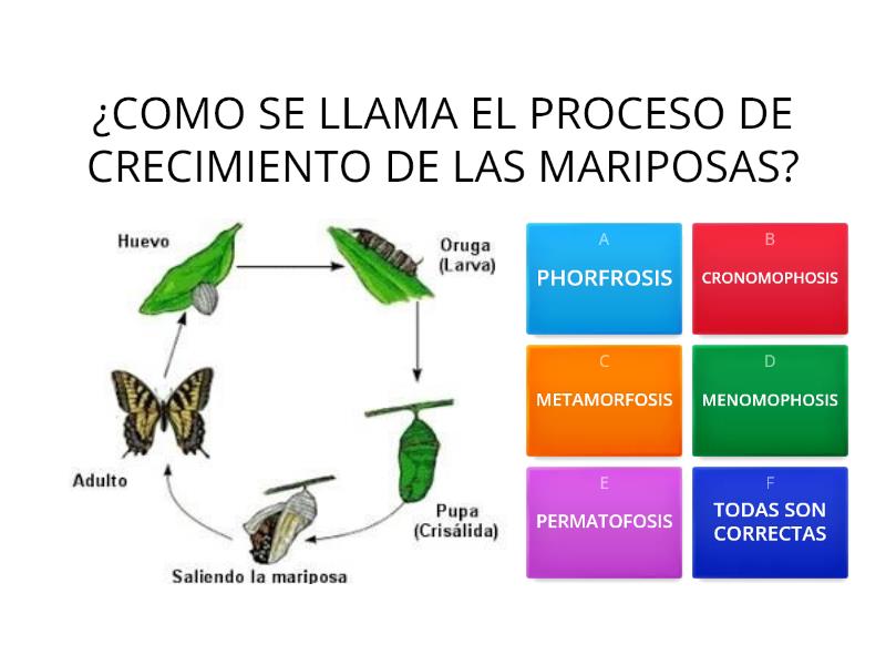 Prestaste Atencion Team Mariposa Cuestionario