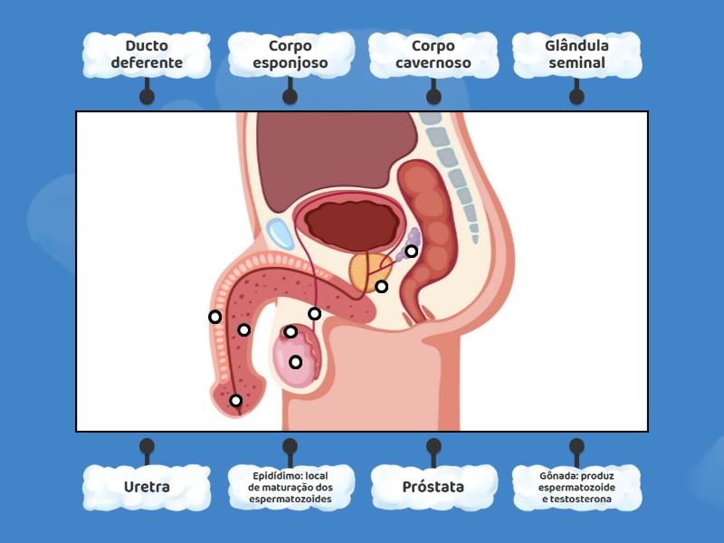 Sistema Genital Masculino Aponte As Partes Labelled Diagram