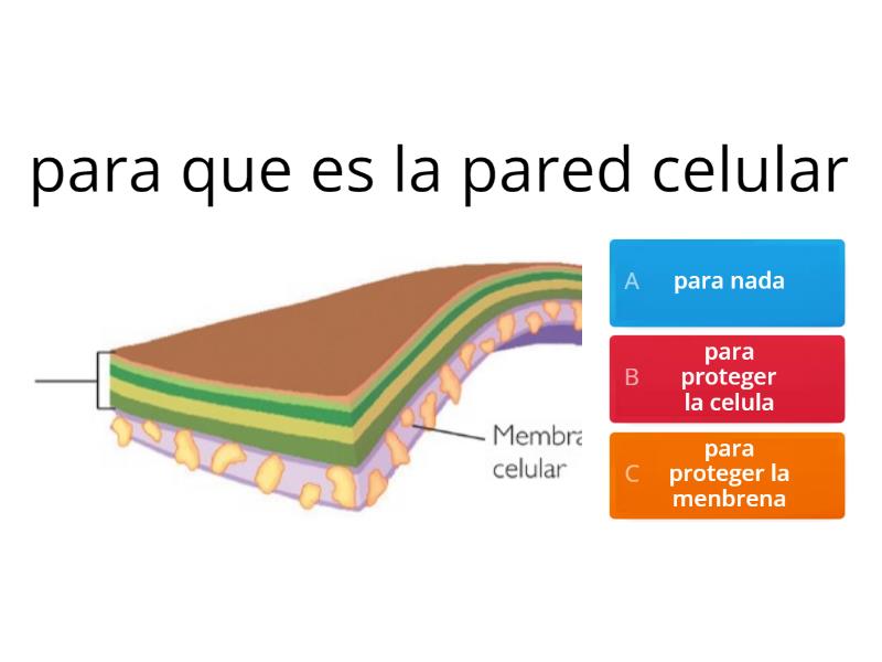 Celula Quiz