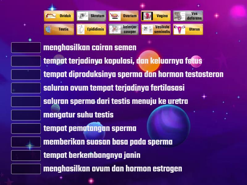 Fungsi Organ Reproduksi Manusia Match Up