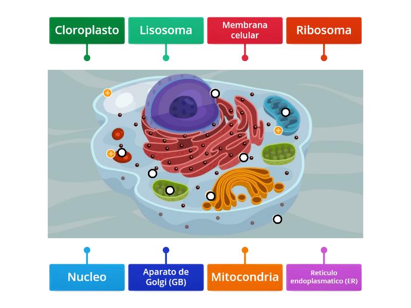 Partes De La Celula Diagrama Con Etiquetas