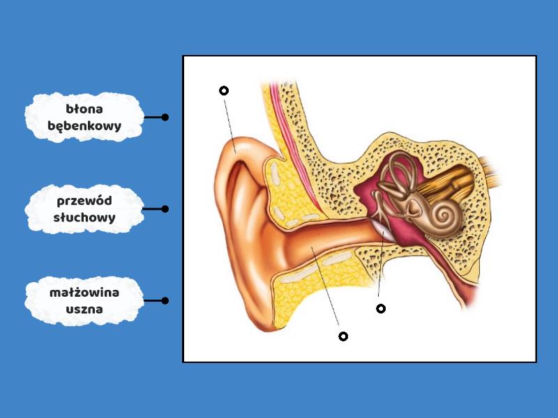 Budowa Ucha Labelled Diagram