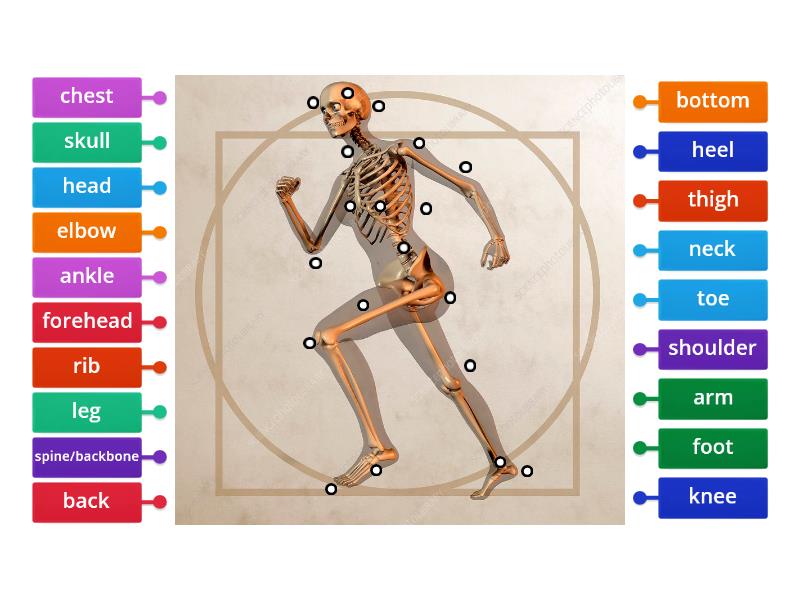 Skeleton Labelled Diagram