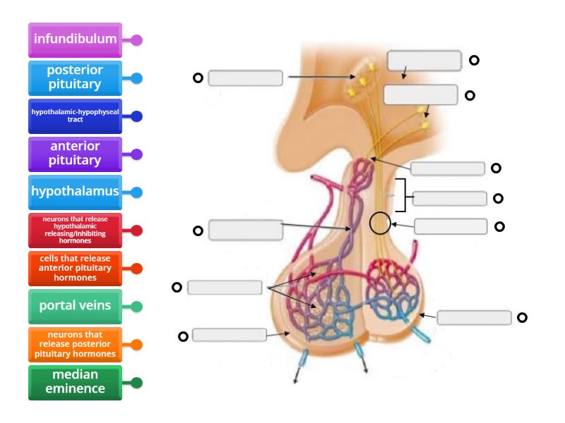 Pituitary Gland Structure Labelled Diagram