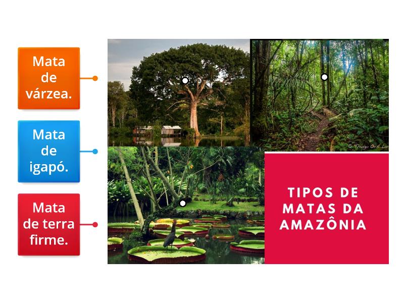 OS TIPOS DE MATA DA VEGETAÇÃO AMAZÔNICA Imagem legenda