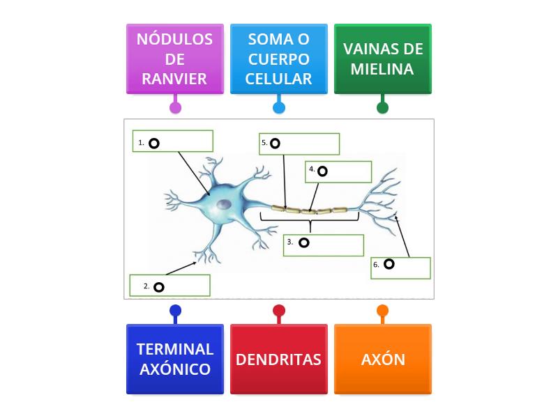 Partes De Una Neurona Labelled Diagram