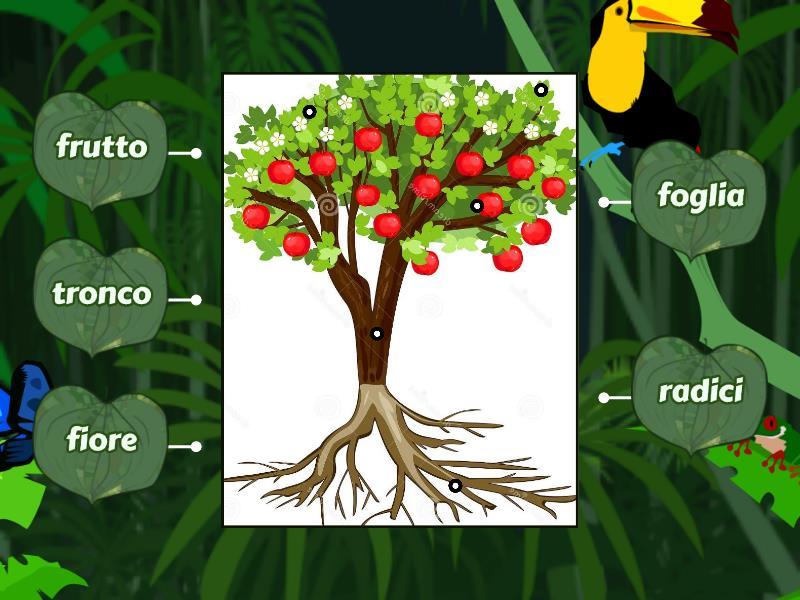 Le Parti Della Pianta Labelled Diagram