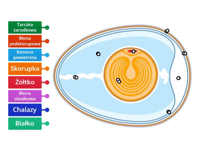 Budowa Jaja Diagrama Con Etiquetas