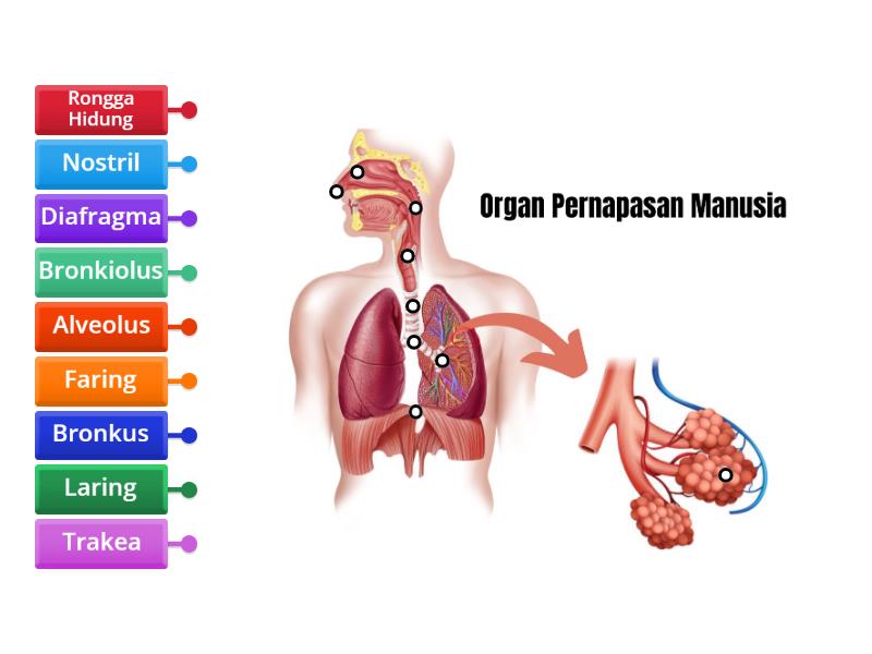 Organ Pernapasan Manusia Labelled Diagram