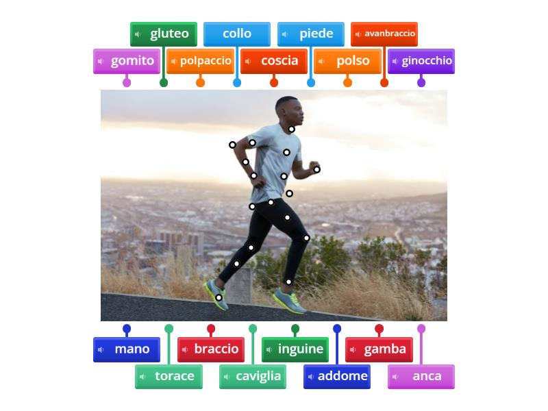 LE PARTI DEL CORPO UMANO Labelled Diagram