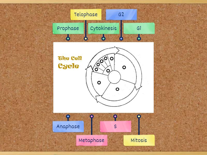 Cell Cycle Diagram Diagrama Con Etiquetas