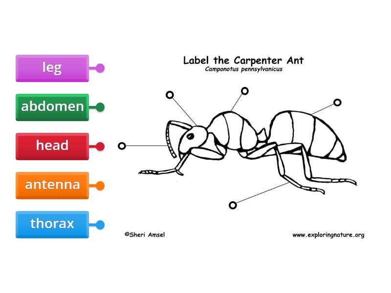 Lable The Body Parts Of The Insect Labelled Diagram