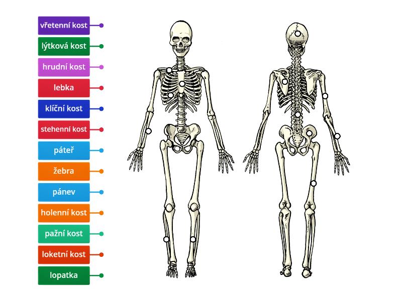 Kostra Lov Ka Ozna En Diagram