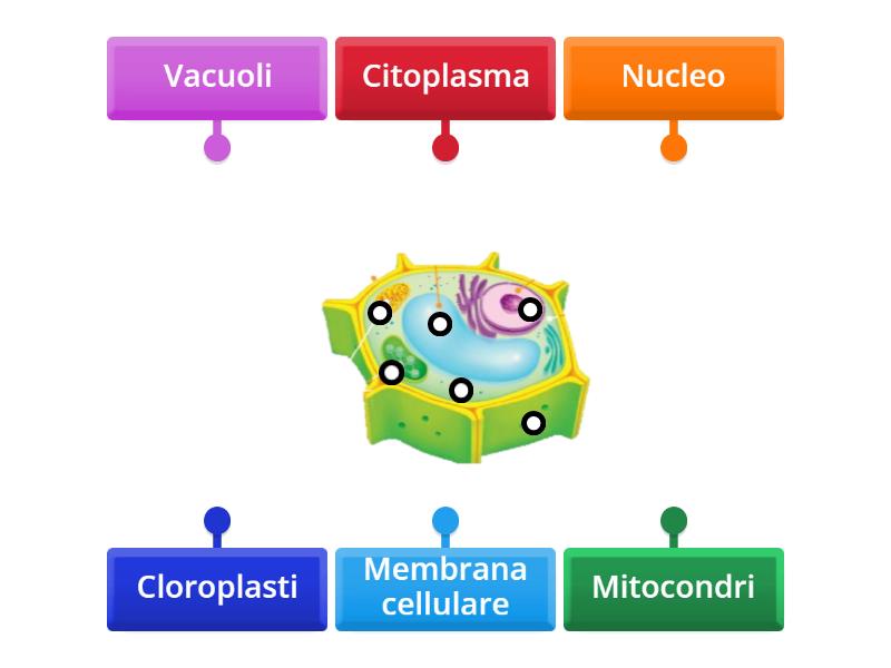 Cellula Vegetale Labelled Diagram