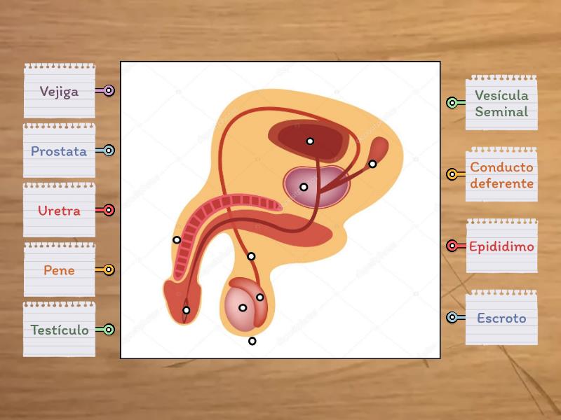 Sistema Reproductor Masculino Labelled Diagram