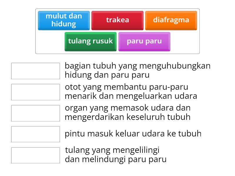 Sesuaikan Nama Organ Pernafasan Dan Fungsinya Match Up