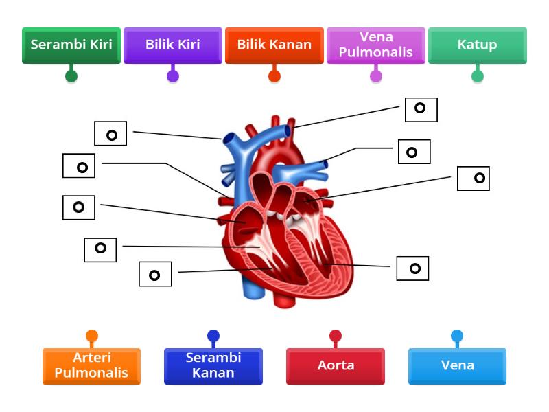 Struktur Jantung Labelled Diagram