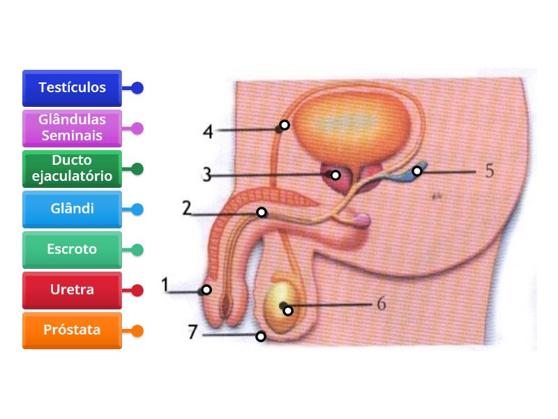 Sistema Reprodutor Masculino Labelled Diagram