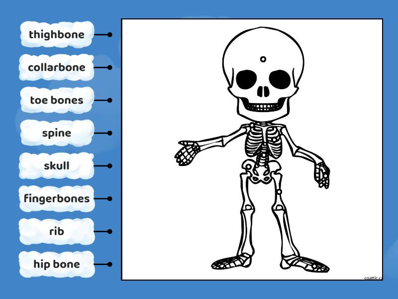 Skeleton Labelled Diagram