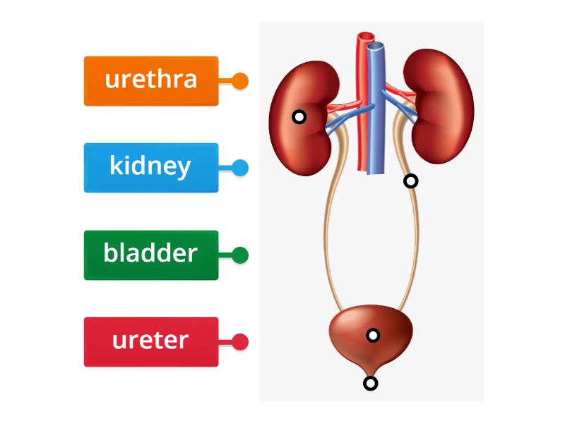 Excretory System Labelled Diagram