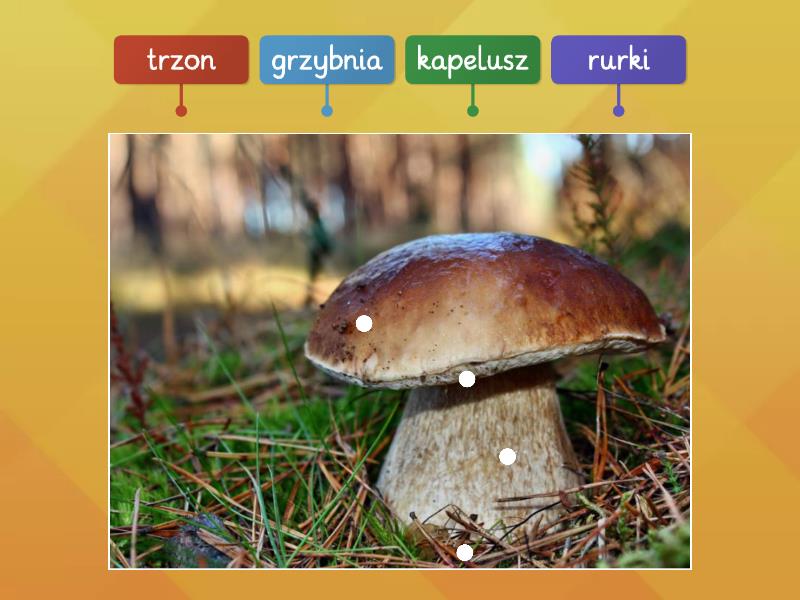 Budowa Grzyba Cz Diagrama Con Etiquetas