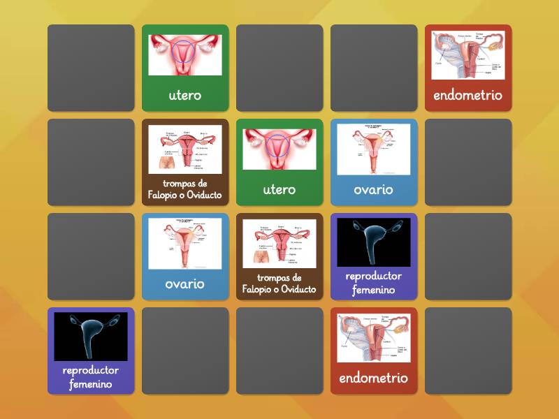 Identifica Los Pares Del Reproductor Humano Matching Pairs