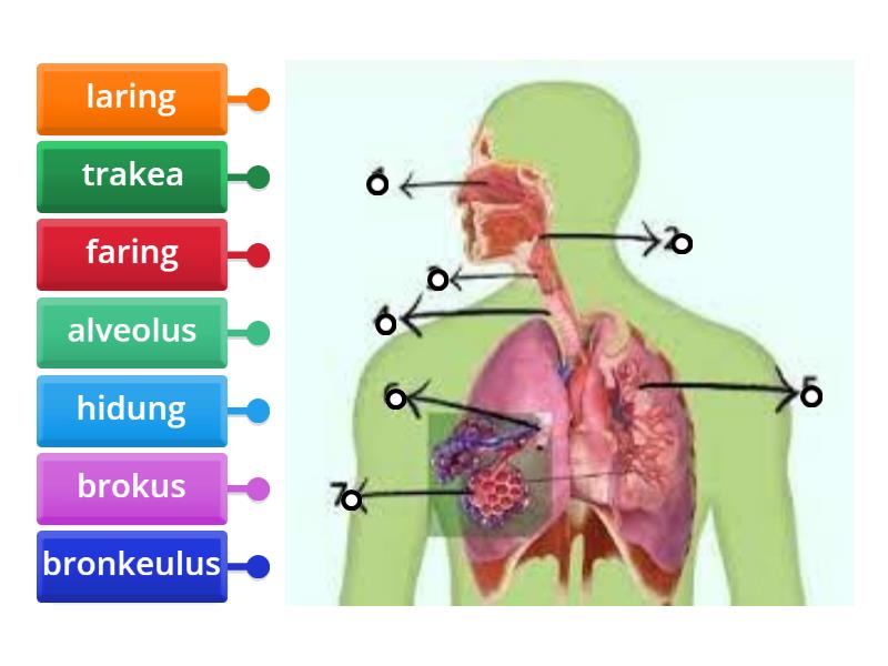 Quiz Organ Pernapasan Manusia Labelled Diagram