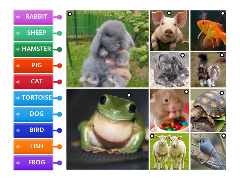 Pets Match Labelled Diagram