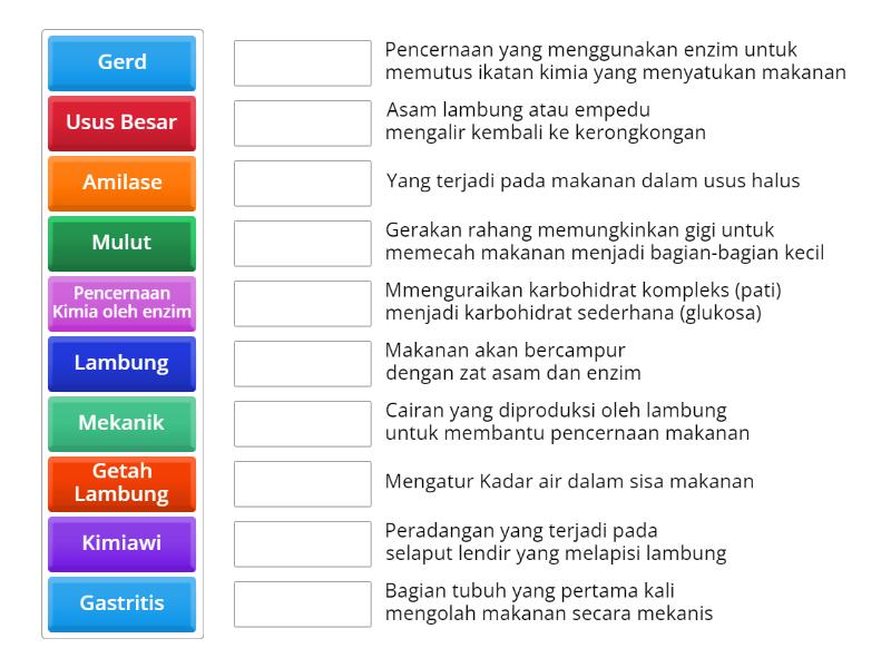 Asesmen Sistem Pencernaan Manusia Match Up