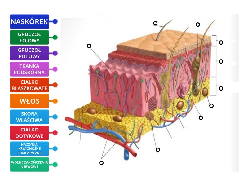 SKÓRA BUDOWA Rysunek z opisami