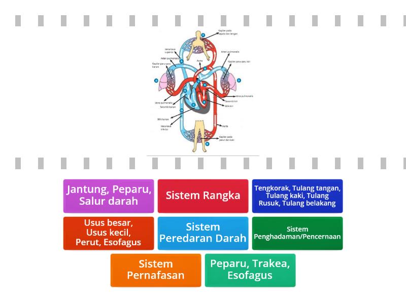 Sains Tahun 5 Sistem Tubuh Manusia Find The Match