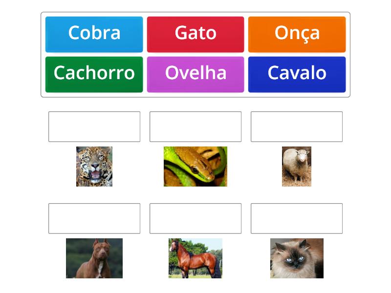Nomes E Animais Match Up