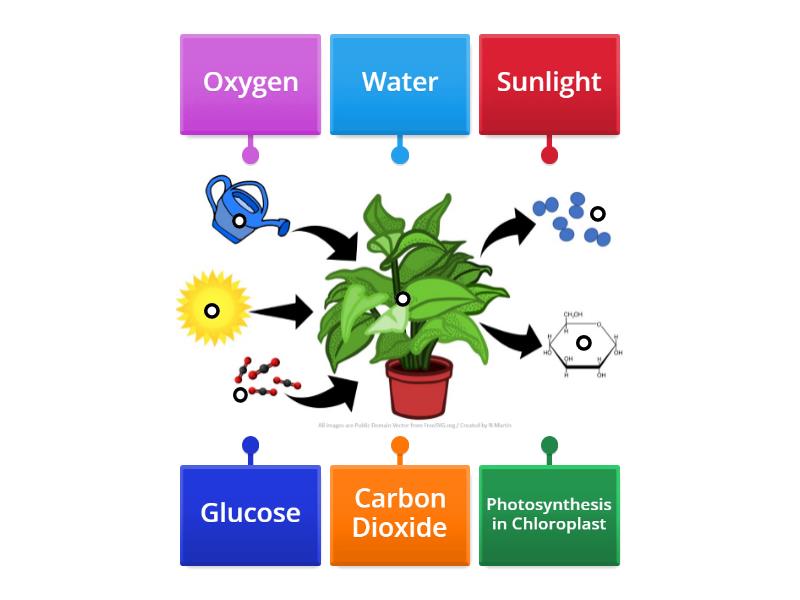 Wordwall Photosynthesis Review Diagram Labelled Diagram