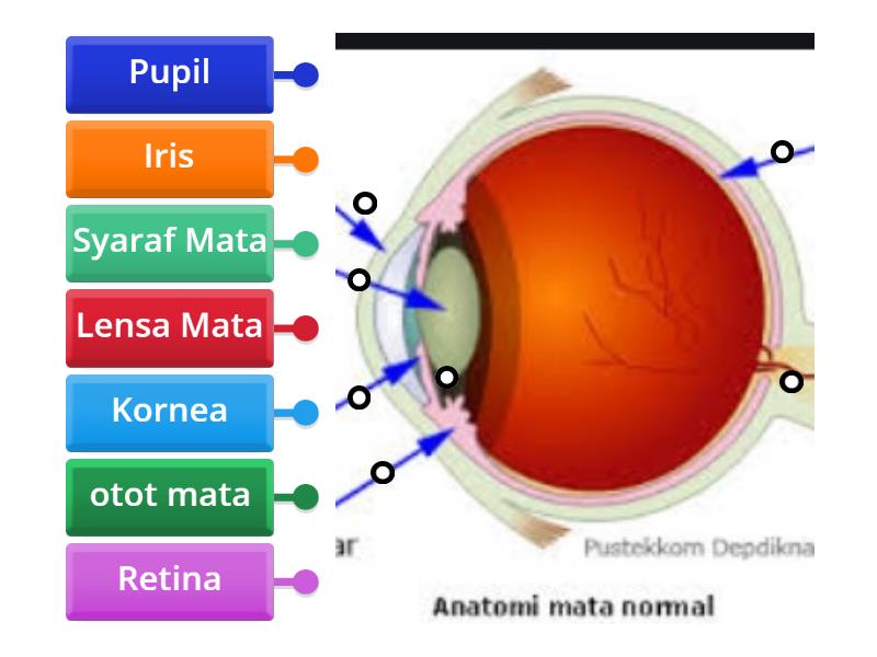 Bagian Bagian Mata Dalam Diagrama Con Etiquetas