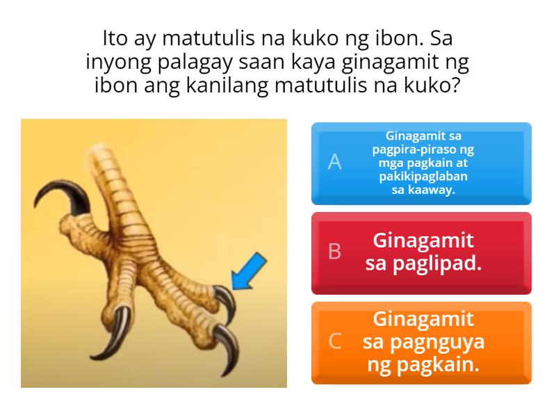 Bahagi Ng Katawan Ng Hayop At Gamit Nito Pagsusulit