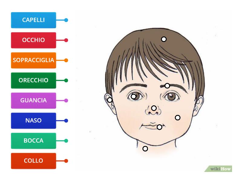 Le Parti Del Viso Labelled Diagram